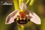 Bienen-Ragwurz
