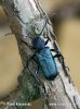 Blauer Scheibenbock