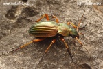 Carabus auratus