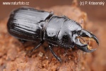 Ceruchus chrysomelinus