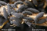 Collembola