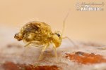 Collembola