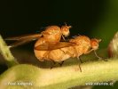 Fliege Sapromyza