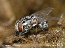 Gefleckte Hausfliege