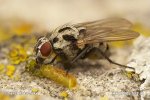 Gefleckte Hausfliege