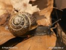 Gefleckte Zirkelschnecke