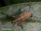 Großer Lupinenblattrandkäfer