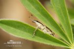 Großer Lupinenblattrandkäfer