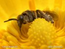 Halictus