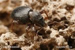 Kleiner Schwarzer Rüsselkäfer