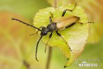 Longhorn Beetle