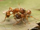 Myrmica sp.