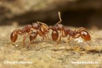 Myrmica sp.