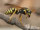 Polistes gallicus