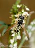 Polistes gallicus