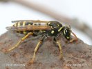 Polistes gallicus