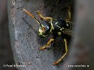 Polistes gallicus