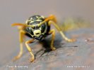 Polistes gallicus