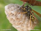 Polistes gallicus