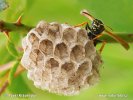 Polistes gallicus