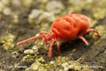 Andere Wirbellose Tiere (Ceteri Invertebrata)