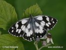 Schachbrett (Schmetterling)