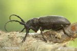 Schwarze Weberbock