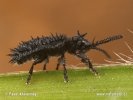 Schwarzer Stachelkäfer
