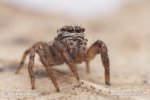 Springspinne