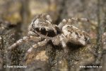 Springspinne