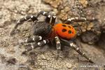 Andere Webspinne