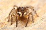 V-Springspinne