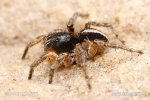 V-Springspinne