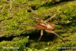 Wanderspinne