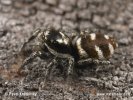 Zebra-Springspinne