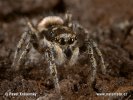 Zebra-Springspinne