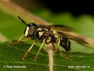 Zweiband-Wespenschwebfliege
