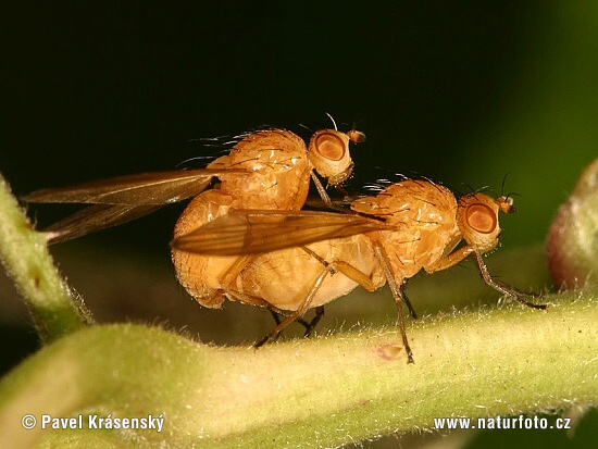 Fliege Sapromyza (Sapromyza sp. in copula)