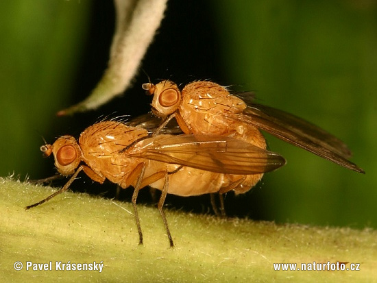 Fliege Sapromyza (Sapromyza sp. in copula)