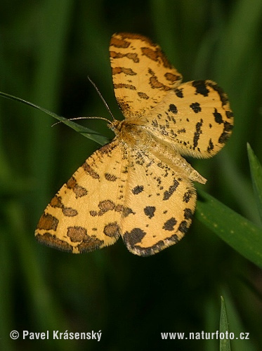 Gelbe Fleckenspanner (Pseudopanthera macularia)