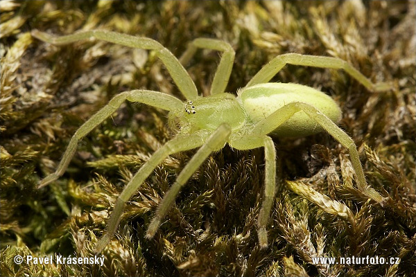 Grasgrüne Huschspinne (Micrommata virescens)
