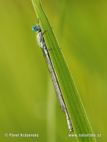 Insekt (Insect sp.)