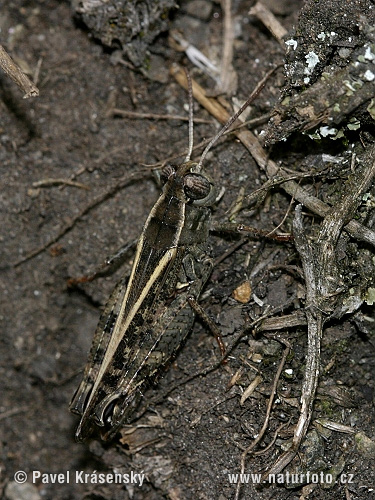Italienische Schönschrecke (Calliptamus italicus)