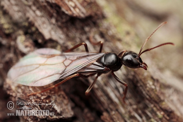 Lasius fuliginosus (Lasius fuliginosus)