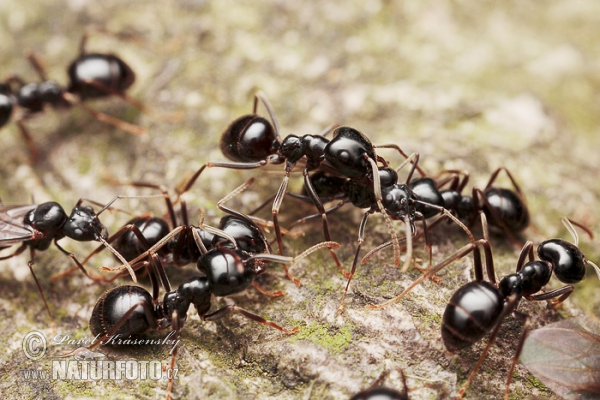 Lasius fuliginosus (Lasius fuliginosus)