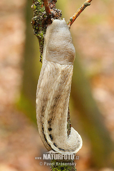 Schwarzer Schnegel (Limax cinereoniger)