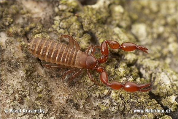 Skorpion (Pseudoscorpionida)
