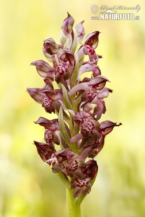 Wanzen-Orchis (Orchis coriophora)