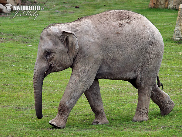 Asiatische Elefant (Elephas maximus)