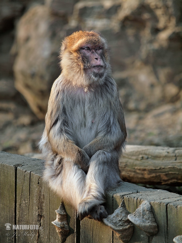 Berberaffe (Macaca sylvanus)